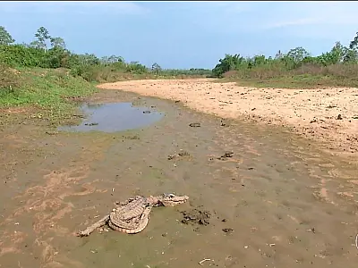 Agência decreta 'seca' no Pantanal pela primeira vez na história