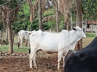 Prisão em flagrante por receptação de gado em Anaurilândia: Polícia restitui animais furtados