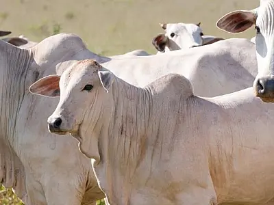 Pecuária de Mato Grosso do Sul avança com novilhos precoces