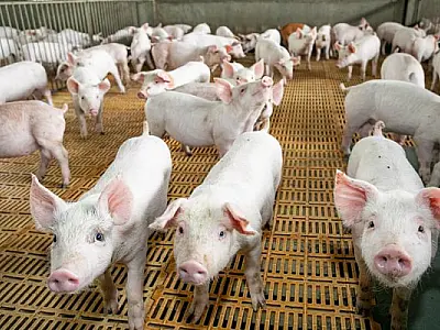Suinocultura teve crescimento de 19,4% com relação ao ano passado