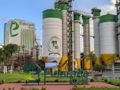 Eldorado Brasil inicia 2025 com feirão de empregos em MS e oferece 250 vagas no setor florestal