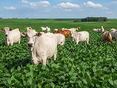 Direito ao alongamento da dívida rural não acabou com nova resolução do CMN, afirma especialista
