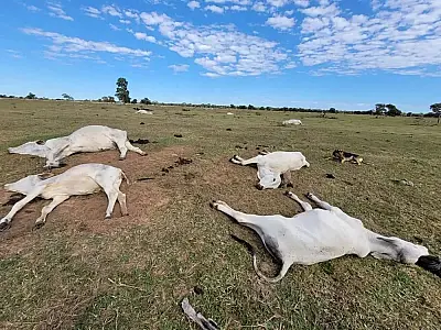 Alerta Urgente: Famasul adverte produtores sobre os riscos iminentes do frio no campo