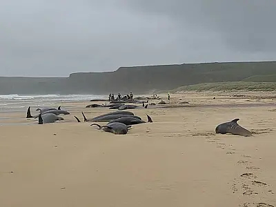 Encalhe de 54 golfinhos na Escócia ocorre durante tentativa de ajudar fêmea em parto difícil