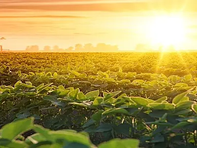 Onda de calor no Brasil alerta para riscos na agricultura e soluções sustentáveis emergem