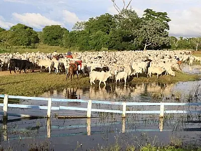 Prazo estendido: Produtores ganham mais tempo para atualização cadastral de rebanhos em MS