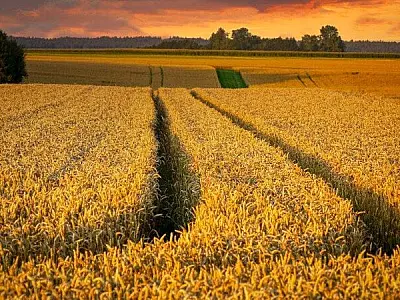 Safra recorde e exportações impulsionam crescimento do agronegócio brasileiro