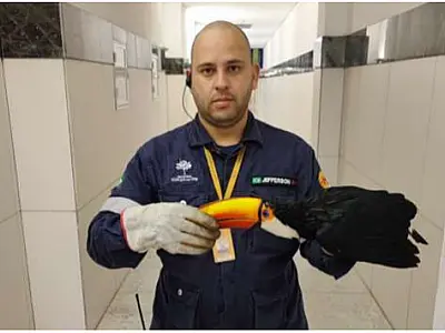 Filhote de tucano é resgatado no Shopping Bosque dos Ipês com apoio dos bombeiros civis e PMA