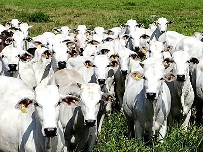 China reconhece Brasil livre de febre aftosa e abre caminho para ampliar exportações de carne