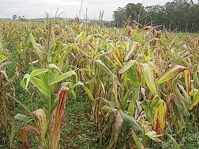 Explosão da infestação de cigarrinha-do-milho gera alarme entre produtores rurais