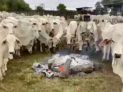 Produtores rurais fazem fogueira para proteger o gado do frio intenso