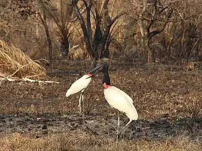 Desmatamento nas nascentes intensifica a seca no Pantanal, revela estudo