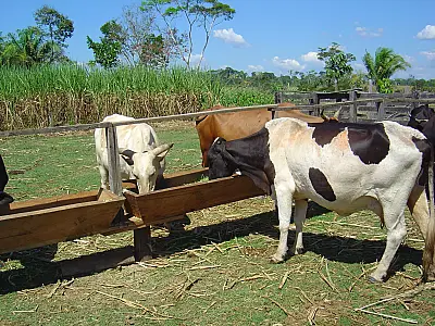 Produção de leite e mel tem retração em Mato Grosso do Sul, mas valor cresce, aponta IBGE
