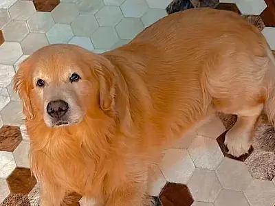 Investigação sobre a morte do cão Joca durante voo mobiliza Ministério e Anac