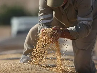 Safra de grãos em Mato Grosso do Sul sofre queda drástica de quase 4 milhões