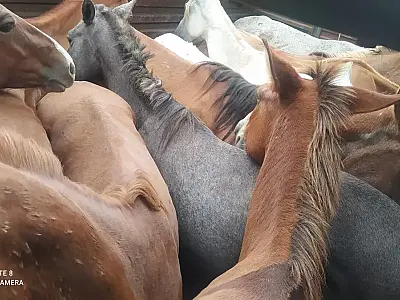 Homem é autuado por transportar 29 cavalos em condições precárias em MS