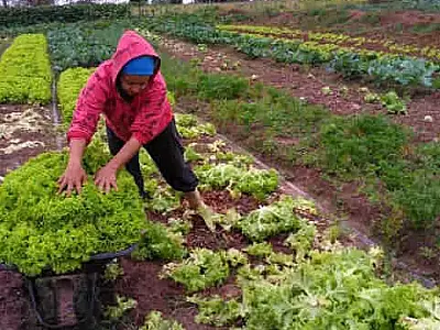 MS investe R$5 milhões na compra de alimentos de agricultores familiares e comunidades vulneráveis