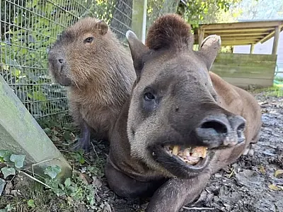 Zoológico do Reino Unido anuncia eutanásia de capivara e anta que viviam juntas