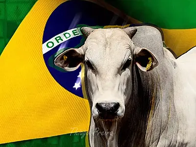 Carne bovina: preços em queda e dificuldades para produtores e consumidores