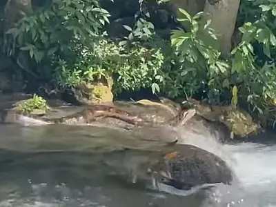 Turistas são surpreendidos por encontro com sucuri de quase 6m em cachoeira de Bonito, MS