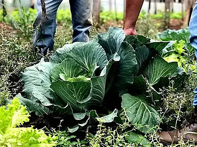 Agricultura familiar receberá R$ 60 milhões para produção de bioinsumo