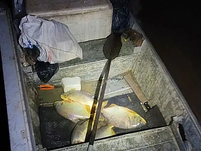 Operação Verde Guardião da PMA resulta em prisões e multas contra pesca predatória em MS