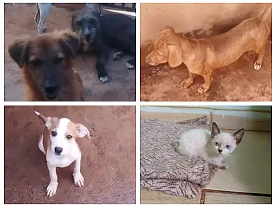 Feira de adoção busca novos lares para mais de 30 cães e gatos em Campo Grande