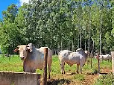 Produtores rurais devem declarar rebanhos até 2 de junho em MS
