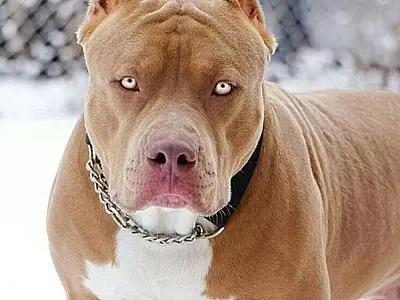 Criança de 4 anos tem rosto dilacerado em ataque de pitbull em Mato Grosso do Sul