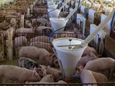 Programa Leitão Vida alavanca o setor de suinocultura em Mato Grosso do Sul
