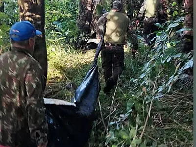 Vítima é encontrada a 300 metros da pousada e onça ataca equipe durante o resgate