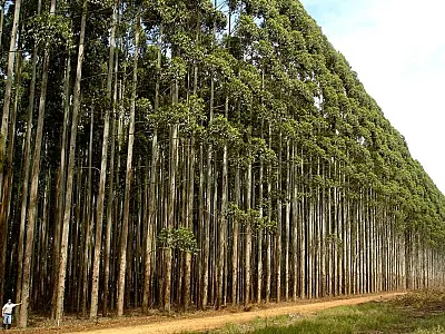 Expansão Verde: Mato Grosso do Sul lidera na produção de eucalipto e celulose