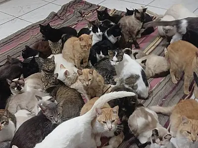 Frio intenso coloca quase 400 gatos em risco; Amicats pede ajuda urgente com doação de cobertores