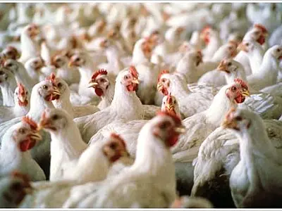 Mercado brasileiro de frango mantém estabilidade e perspectivas promissoras para março