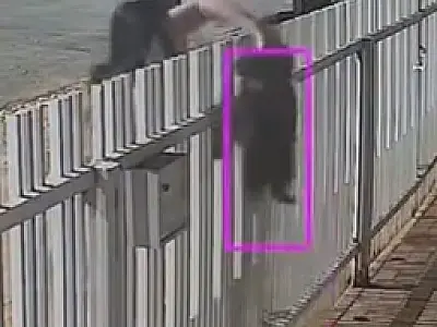 Mulher furta filhote de cachorro de raça em MS; veja vídeo