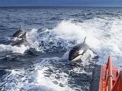 Sete orcas destroem barco no Atlântico; vídeos registram ataque