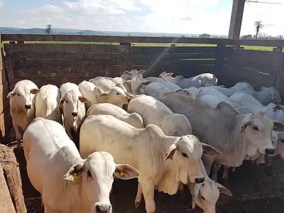 Preço da arroba do boi gordo em Mato Grosso do Sul alcança R$ 215,00
