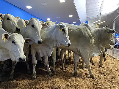 Pecuária de corte de MS vive fase sólida e impulsiona crescimento dos leilões na Expogrande