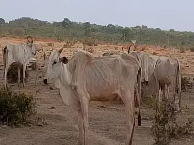 Fazendeiro é autuado após fiscalização encontrar milhares de bovinos debilitados em MS