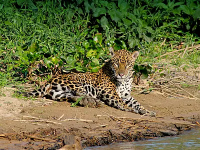 Ceva de onças pode ameaçar a segurança de visitantes no rio Miranda
