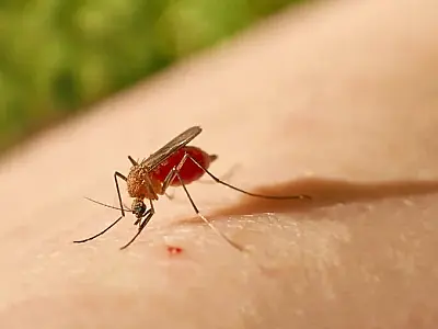 Expansão da Febre Oropouche: Autoridades de saúde em alerta em Mato Grosso do Sul