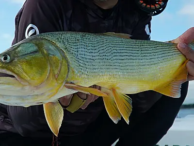 Deputados estaduais votam em primeira o PL para prorrogar proibição da pesca do Dourado
