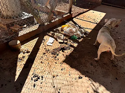 Pitbull é resgatado em situação de maus-tratos em Campo Grande e tutor é indiciado