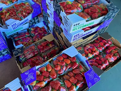Febre do morango do amor dispara vendas e encarece fruta na Ceasa