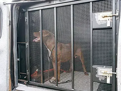 Pitbull abandonado em Campo Grande é resgatado pela Polícia Civil