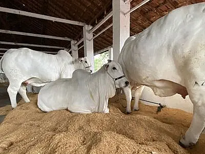 Expogrande 2024: Maior feira agro do MS, começa nesta quinta (4)