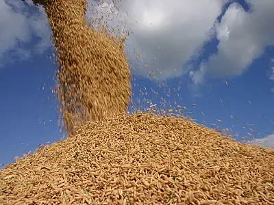 Aumento de preço do arroz no Mercosul leva Brasil a zerar imposto de importação