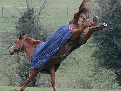 Trabalhador morre após coice de cavalo durante serviço em fazenda de MS
