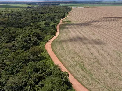 Brasil pode ampliar cultivo de soja sem desmatamento