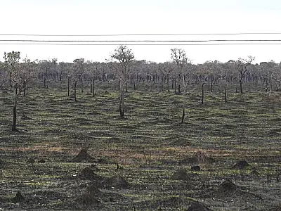 Área queimada no Pantanal cai 92,8% no 1º semestre de 2025
